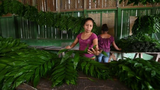 Proyecto comunitario para preservar la biosfera maya