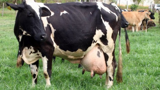 Un policía fue mordido por una vaca en La Rioja