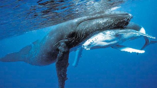 En el Hemisferio Sur sólo quedan 1700 ballenas azules