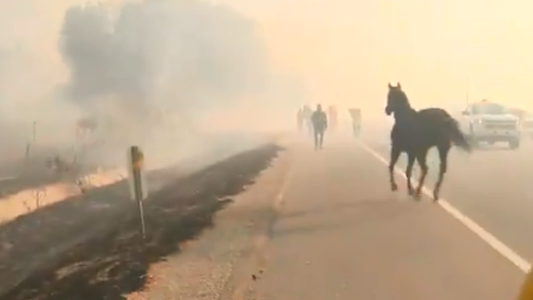 Video: el caballo que se arriesgó para salvar a sus crías de un incendio