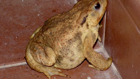 Biólogos reivindican a sapos y ranas porteños contra mitos y fábulas que les dan mala fama