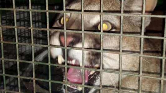 Tenían como mascota a un puma: estaba atado y dormía en un tarro