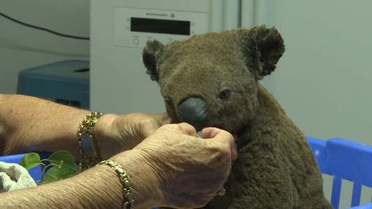 Rescatan a dos koalas de un incendio en Australia pero hay cientos en peligro