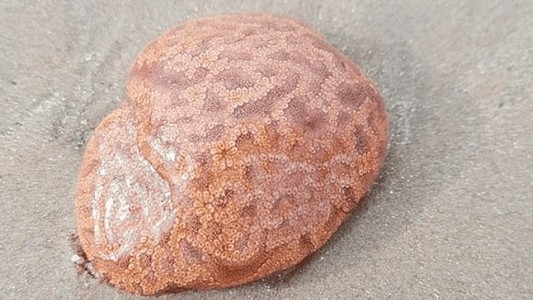 Halló un "cerebro" en la playa, se animó a tocarlo y le sucedió algo escalofriante