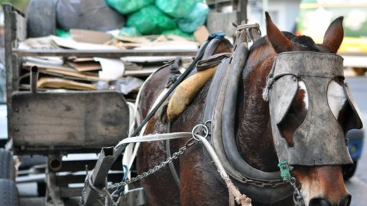 Nacieron dos caballos de yeguas que fueron rescatadas y recuperadas