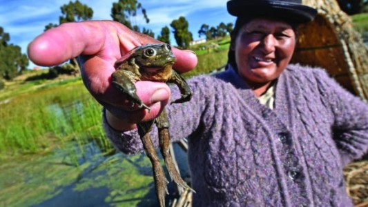 Celebran el nacimiento de 36 superranas de Titicaca, especie en peligro crítico de extinción