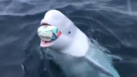La beluga deportista que juega al rugby