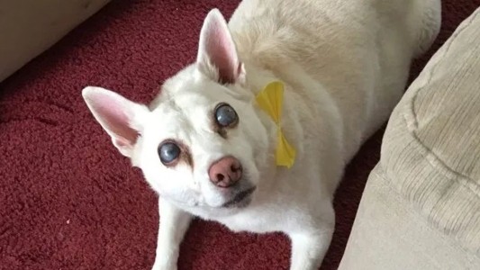 La perra que se quedó ciega por un ataque de pánico causado por los fuegos artificiales