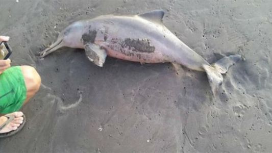 Preocupación mundial por la Franciscana, un delfín que habita en la costa argentina