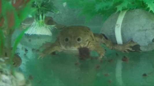 Nacen en cautiverio ranas gigantes en peligro de extinción