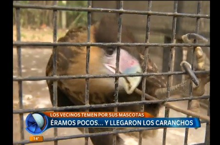 Temor de los vecinos de zona norte por invasión de caranchos