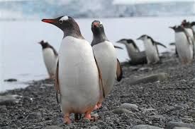 Descubrieron restos fósiles de un pingüino gigante en la Antártida de 35 millones de años: medía como un ser humano