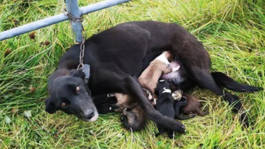 Abandonaron a una perra encadenada en la ruta y fue hallada mientras amamantaba a sus crías