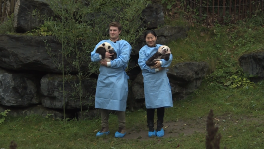 Los pandas gigantes del zoo de Bélgica ya tienen nombre