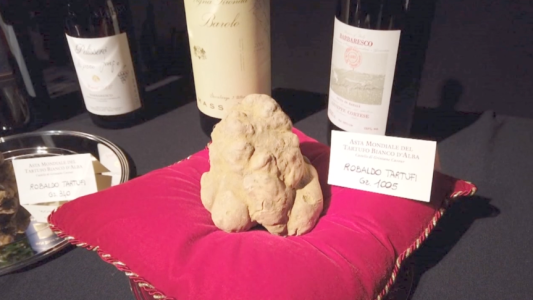 Subastan una trufa blanca por 120 mil euros