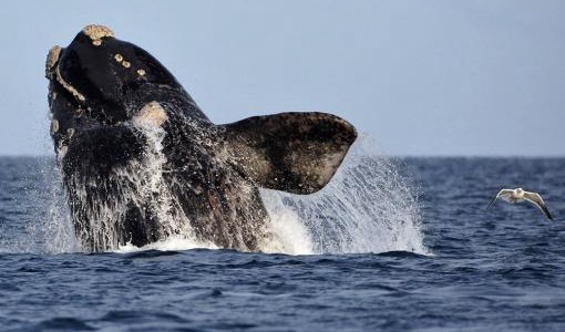 Colocaron dispositivos satelitales en ballenas para saber qué hacen al dejar Chubut