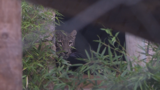 Nacieron tres leopardos de Persia en el zoo de Lisboa