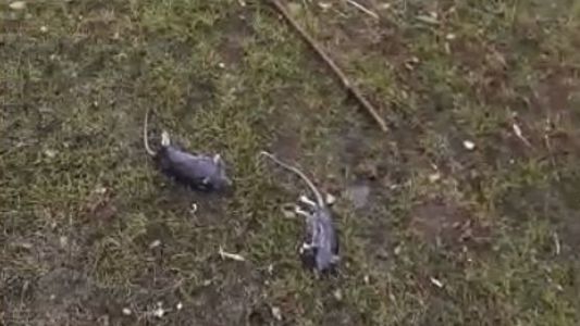 Cierran accesos a los principales lagos de Villa La Angostura por la invasión de ratas