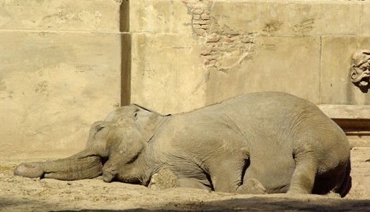 Legisladores porteños recorrerán el Zoo para verificar irregularidades denunciadas por trabajadores