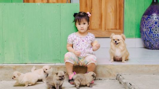 Así es la nueva fórmula para comparar la edad de tu perro con la tuya