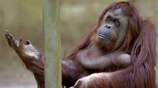 Sandra, la orangutana ya puede dejar el zoológico porteño