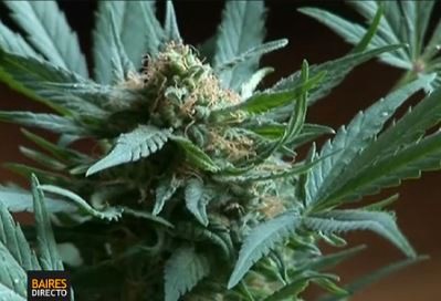 Argentinos producirán marihuana en Uruguay