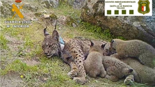 España: buscan a un cazador que mató a un lince que estaba amamantando a sus cuatro crías