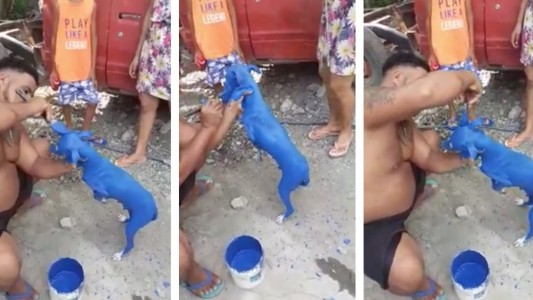 El viral que indigna: pintó a su perro de azul, lo repudiaron en redes y terminó preso