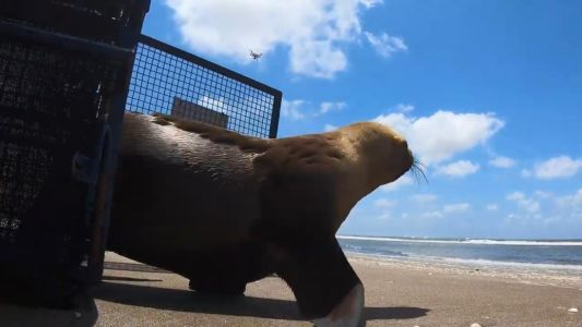 VIDEO: regresó al mar un león marino que había sido rescatado en carretilla en Quilmes