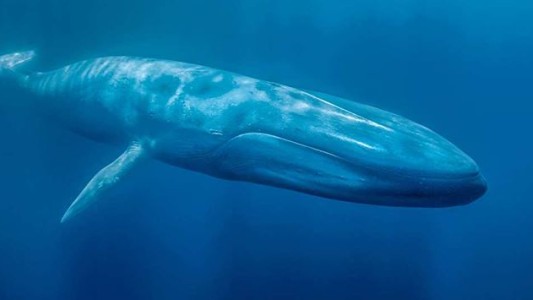 Por primera vez graban la frecuencia cardíaca de una ballena azul