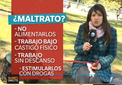 Crecen las denuncias por maltrato animal