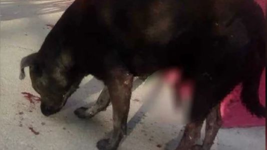 Crueldad extrema: le cortaron los genitales a un perro que ahora pelea por vivir