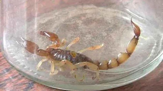 Está en grave estado un nene de 9 años que fue picado por un alacrán