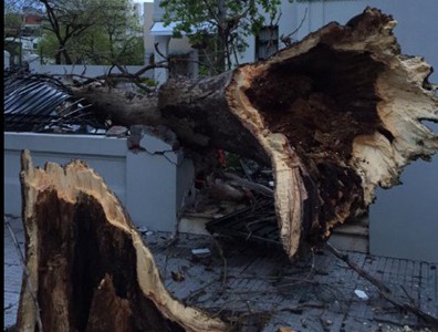 La tormenta volteó un árbol  que dejó sin puerta a una casa de Belgrano