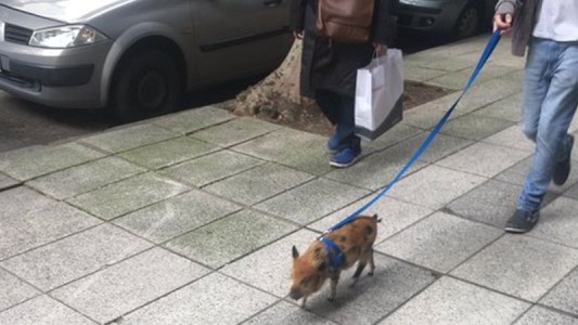La moda de los "mini cerdos" llegó a la Argentina: ¿cuánto cuesta tener uno en Buenos Aires?