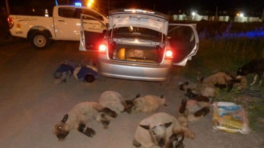 Los detuvieron y tenían ocho ovejas dentro del baúl del auto