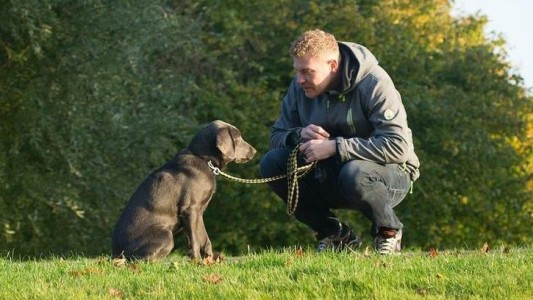Estudio descubrió que los perros pueden reconocer una misma palabra aunque sea pronunciada por desconocidos