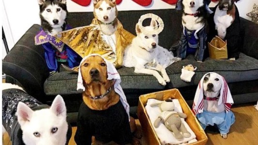 Pesebres perrunos, la nueva moda que nos hace suspirar