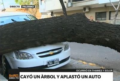 Cayó un árbol y aplastó un auto en Palermo