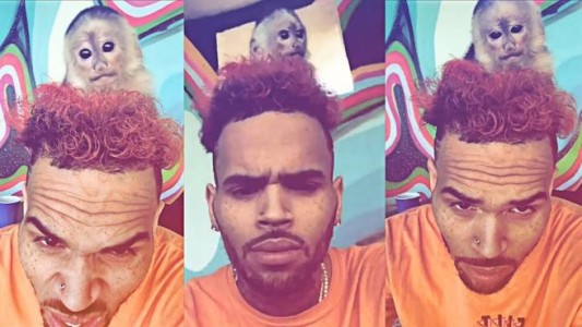 La razón por la cual Chris Brown no puede acercarse a ningún mono durante seis meses
