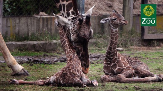 Murió "Esperanza", una de las jirafas nacidas hace 13 días en el zoo porteño