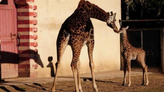 Acusan al zoo porteño por la muerte de una jirafa bebé