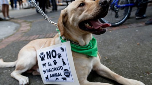 Proponen crear un registro único de maltratadores de animales