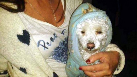 Desvalijaron la casa de familiares del papa Francisco y se llevaron hasta el perro