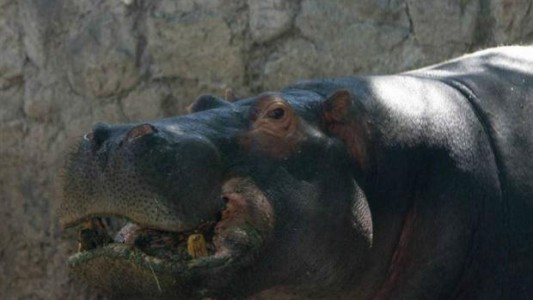 Murió un hipopótamo del zoo de Mendoza tras comer una bolsa de plástico