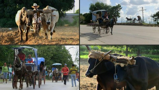 A falta de petróleo, el buey y el caballo mueven Cuba