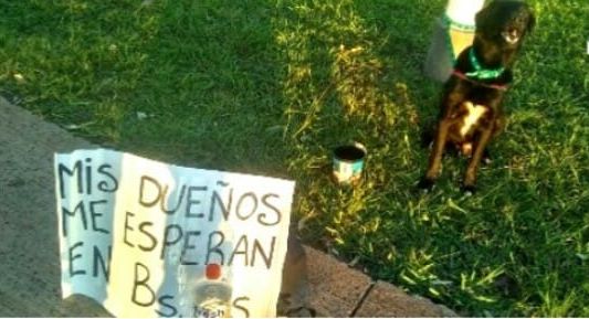Joven viaja a pie de Posadas a Buenos Aires porque no puede pagar el traslado de su mascota