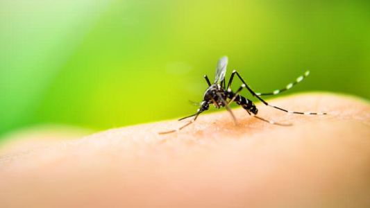 Misiones: se confirmaron seis casos de dengue