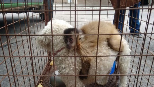 La historia del monito caí que piensa que una perrita caniche es su mamá