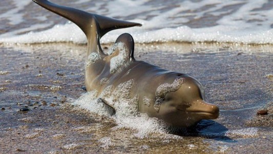 Rescataron a un delfín recién nacido que quedó encallado en una playa de Viedma